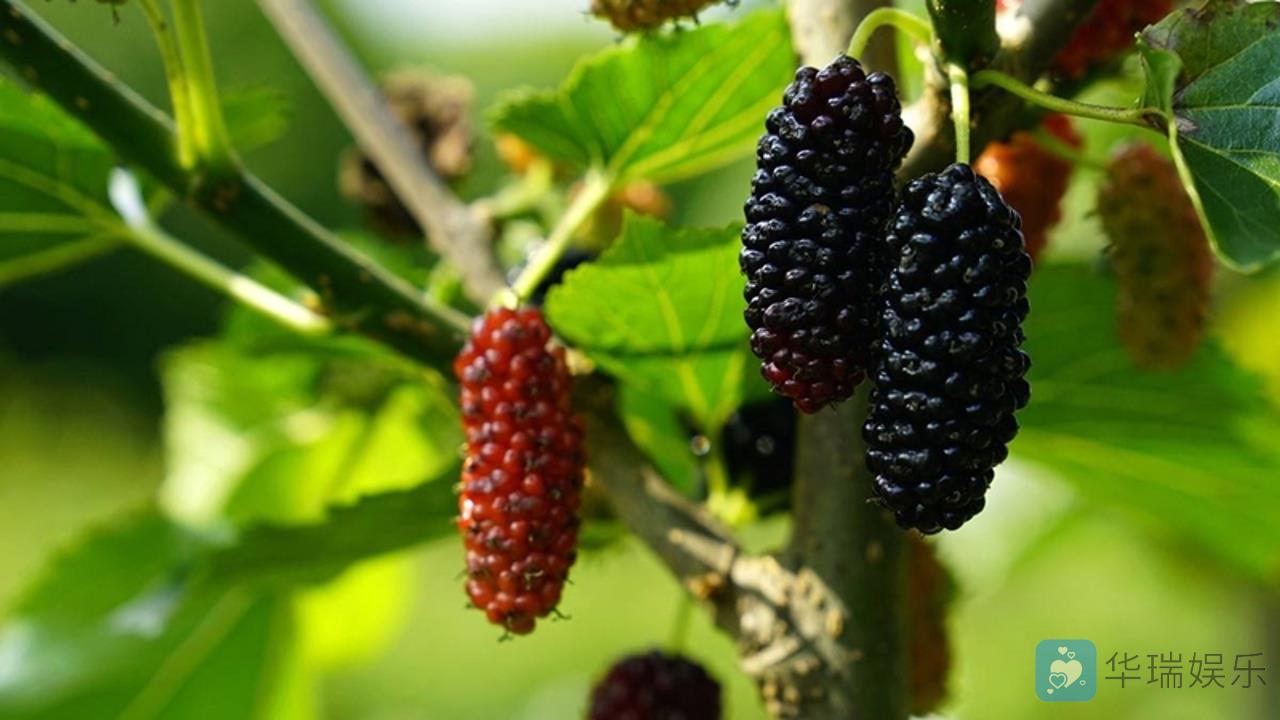 硒含量高的水果包括桑椹、龙眼和软梨