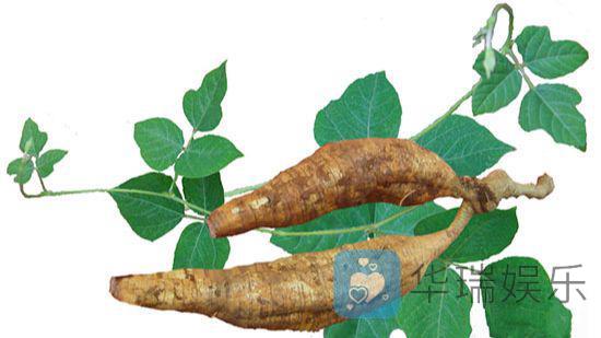 葛根是豆科植物野葛的干根,葛根和葛花有不同的功效