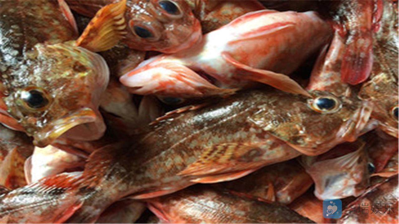 石翁鱼富含蛋白质和多种氨基酸,味道鲜美,肉嫩,刺少,对身体有