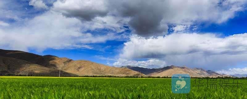 青藏地区主要粮食作物是什么？青藏地区畜牧业分布在哪？
